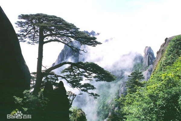 黃山毛峰茶品牌營銷戰(zhàn)略
