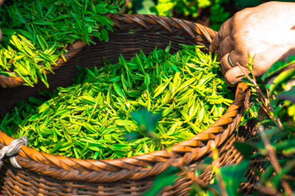 茶品牌營銷