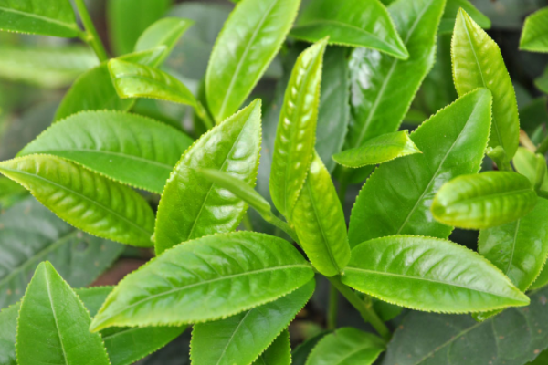 茶營銷策劃