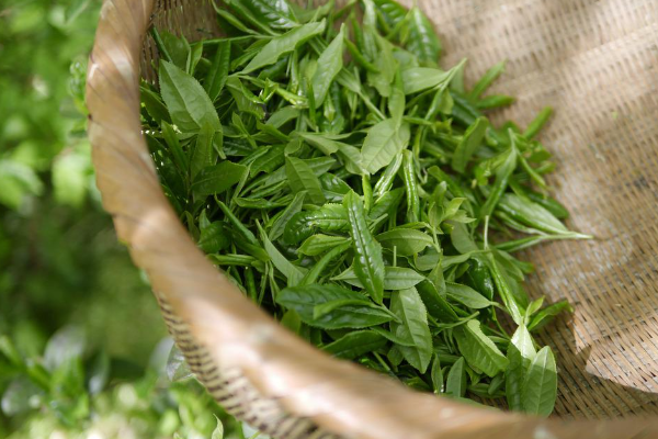 茶品牌營銷策劃