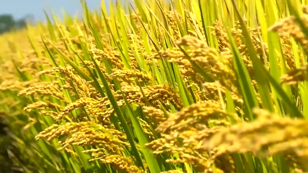 農(nóng)產(chǎn)品品牌策劃案例分析,農(nóng)產(chǎn)品案例分析,農(nóng)業(yè)品牌策劃